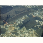 Fische im Lago